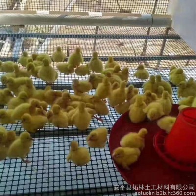 拓林 台州土工格栅厂家 聚丙烯土工格栅价格 双抗塑料土工格栅 330克重塑料土工格栅用途图4