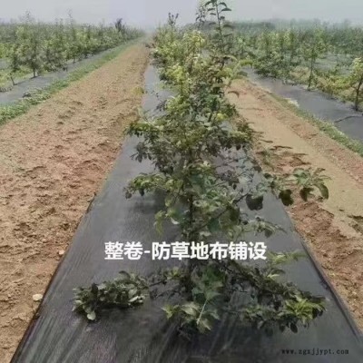 汝州防草布_打孔防草布_pp全新料防草布_大量现货销售