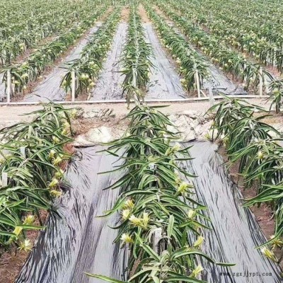 厂家供应厂家生产防草布 全新料防草布 果园防草布 切片防草布 PP防草布图5