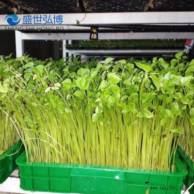 直供 塑料育芽箱 大豆芽箱 花生芽盘 育苗盘 绿色培育箱图4