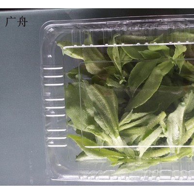 心形草莓包装盒、橙子包装底托 上海广舟包装专业定制吸塑制品果蔬包装图2