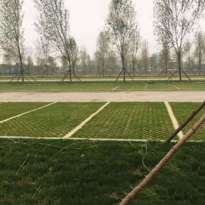 太原植草路面 植草地坪施工 太原植草混凝土 现浇植草地坪 中创华美图4