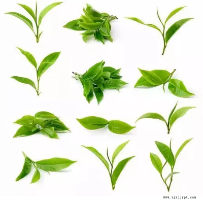 供应 茶多酚 绿茶提取物 食品级 茶多酚抗氧化剂含量98%图3